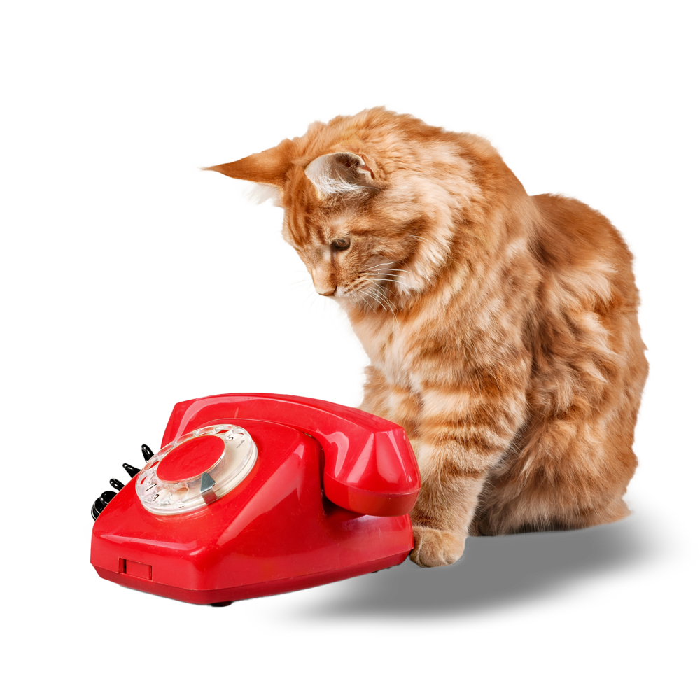 Contact